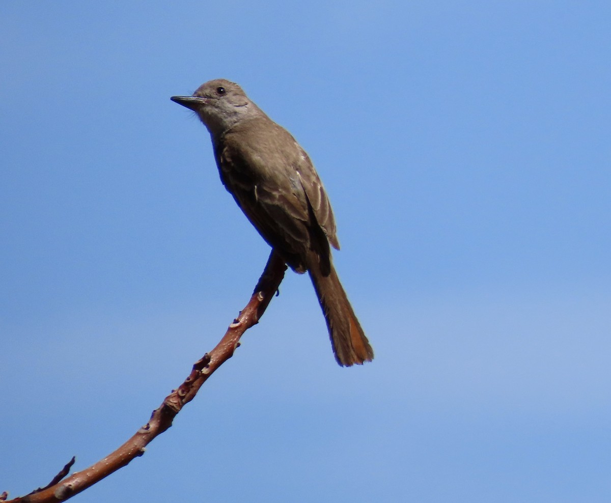 Ash-throated Flycatcher - ML639540356