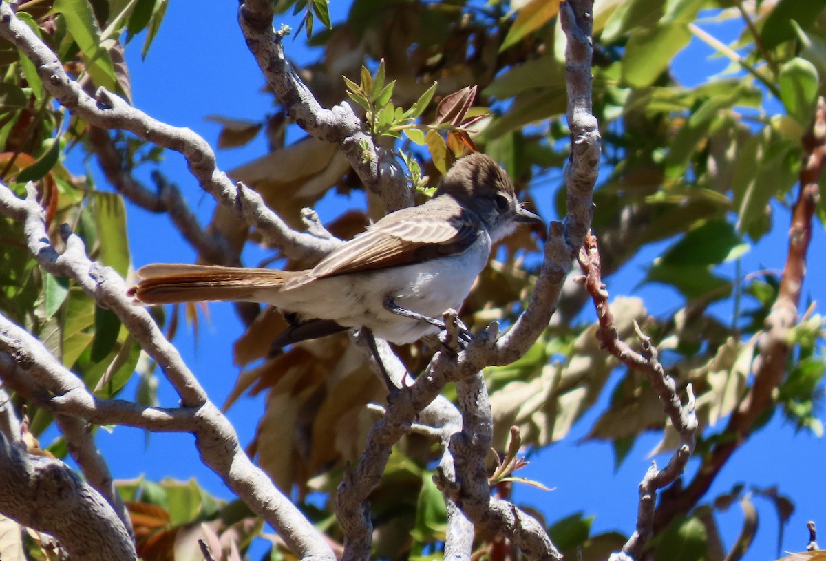 Ash-throated Flycatcher - ML639540361