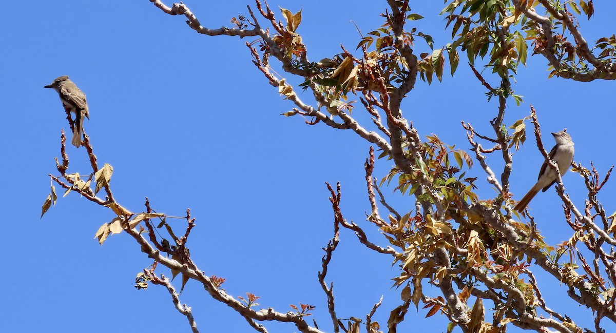 Ash-throated Flycatcher - ML639540362