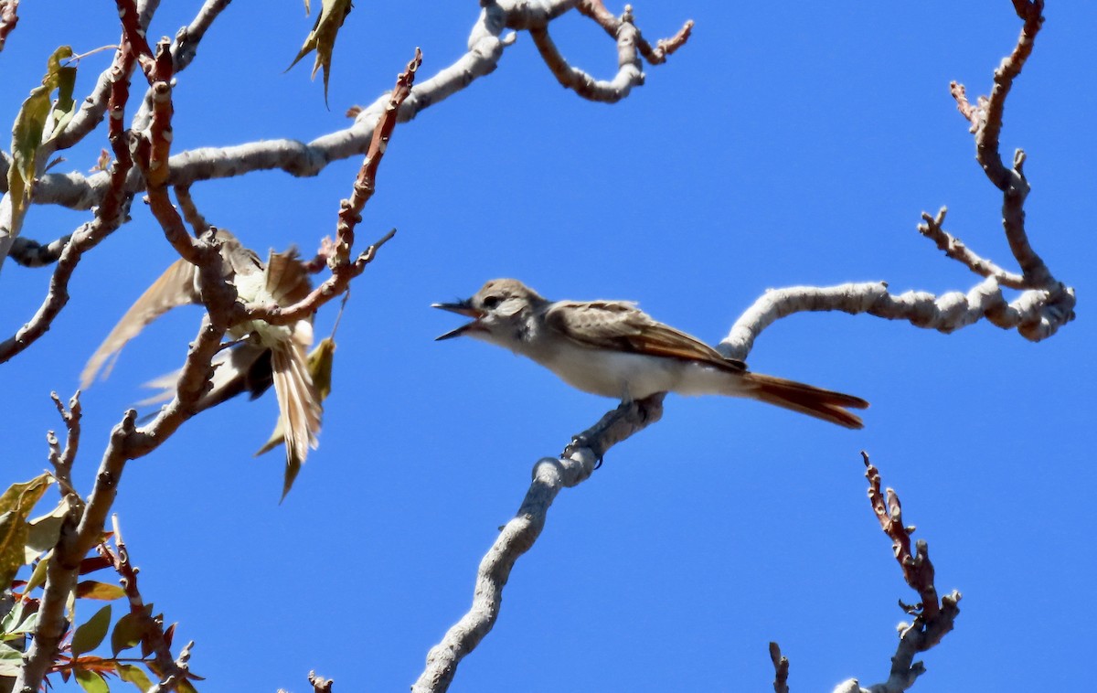 Ash-throated Flycatcher - ML639540363