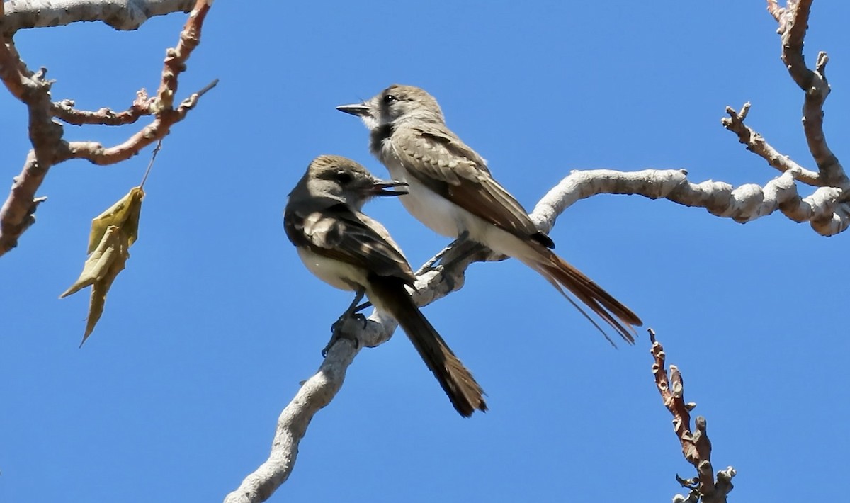 Ash-throated Flycatcher - ML639540368