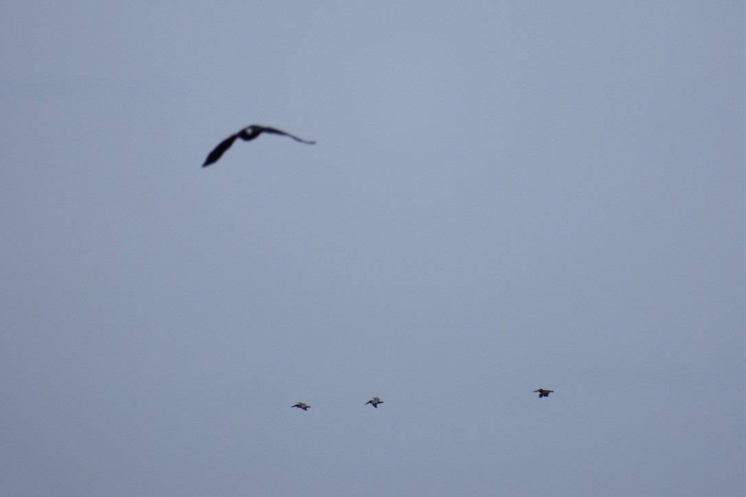 Brown Pelican - ML639540369
