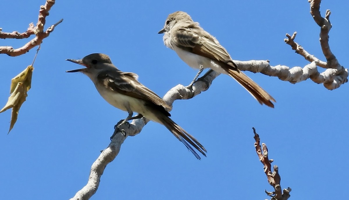 Ash-throated Flycatcher - ML639540370