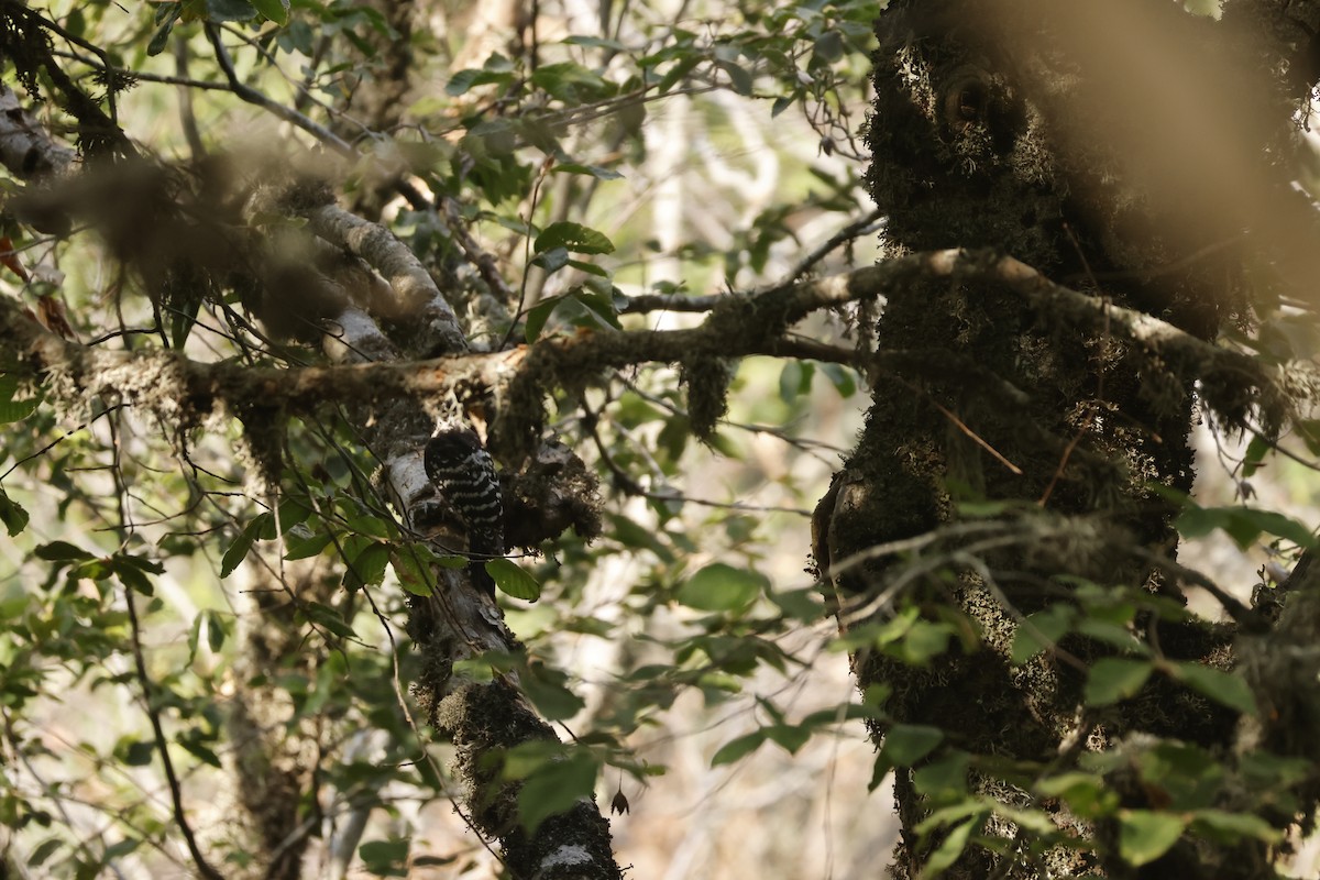 woodpecker sp. - ML639540378