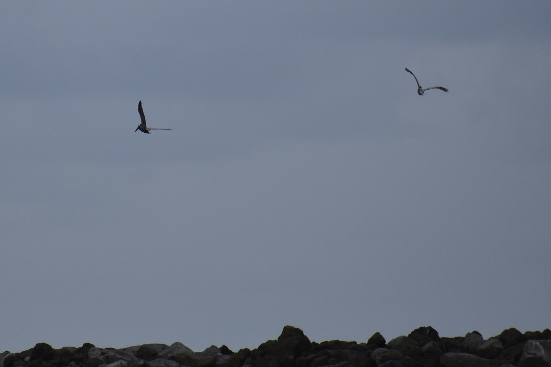 Brown Pelican - ML639540379