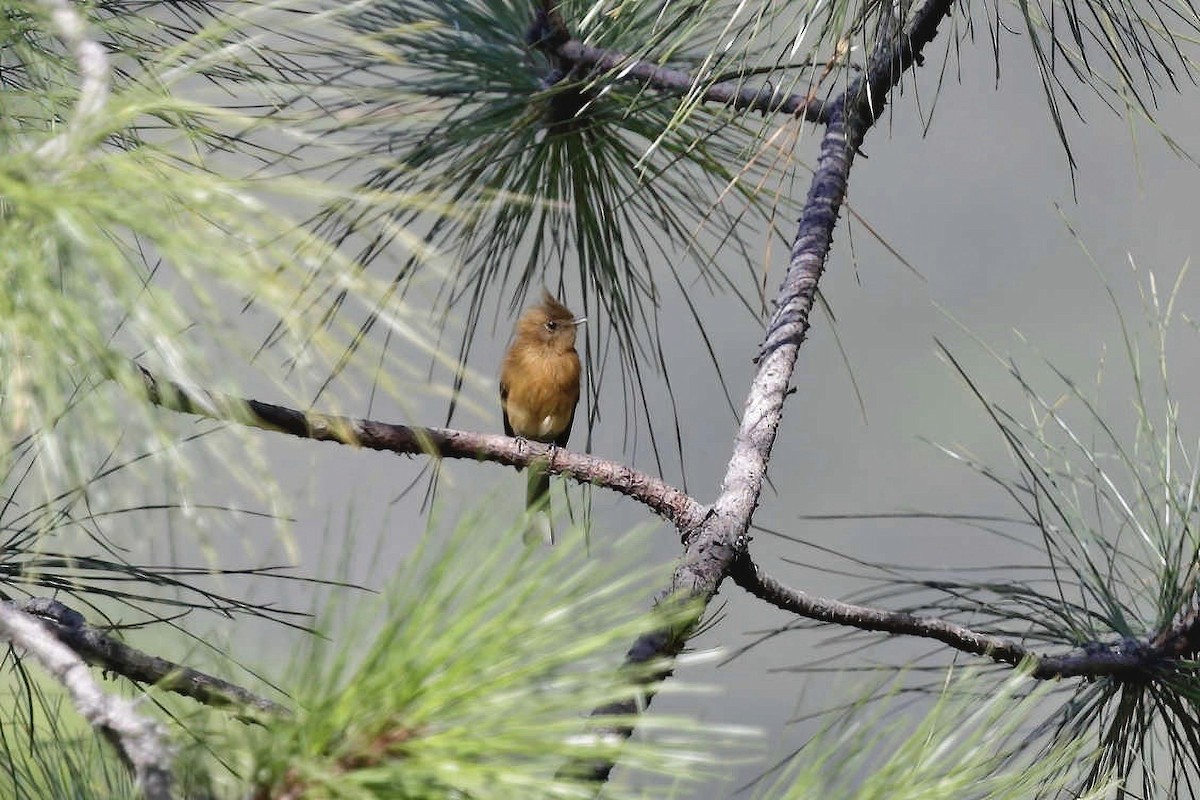Tufted Flycatcher (Mexican) - ML639540387