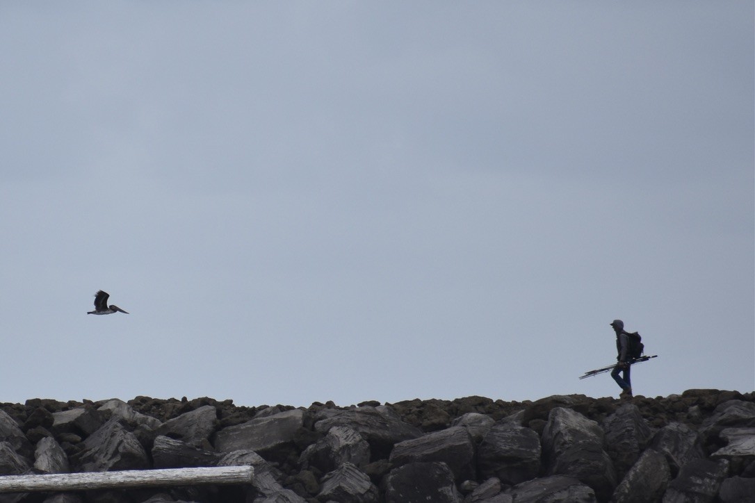 Brown Pelican - ML639540388