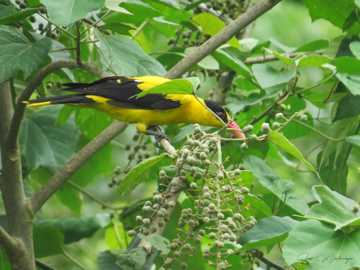 Black-naped Oriole - ML639540409