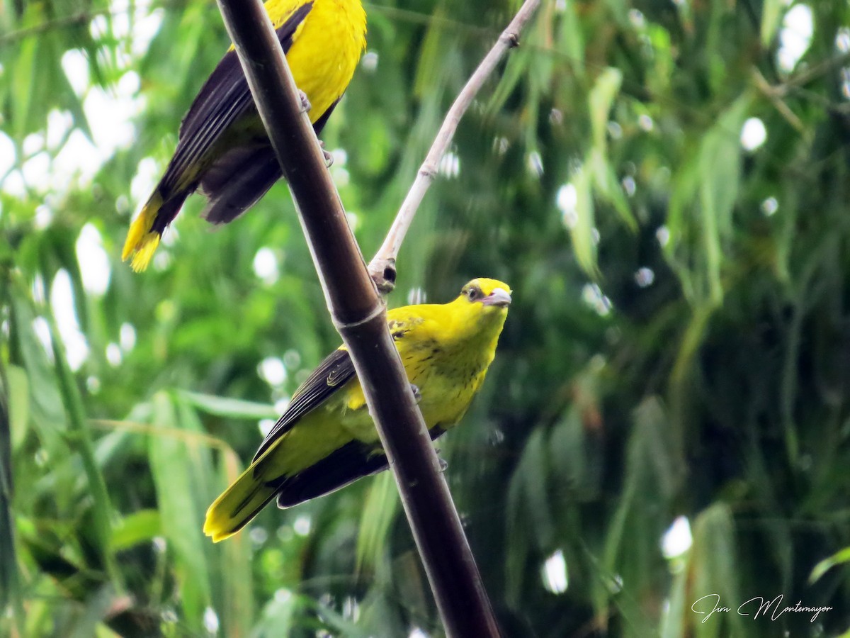 Black-naped Oriole - ML639540411