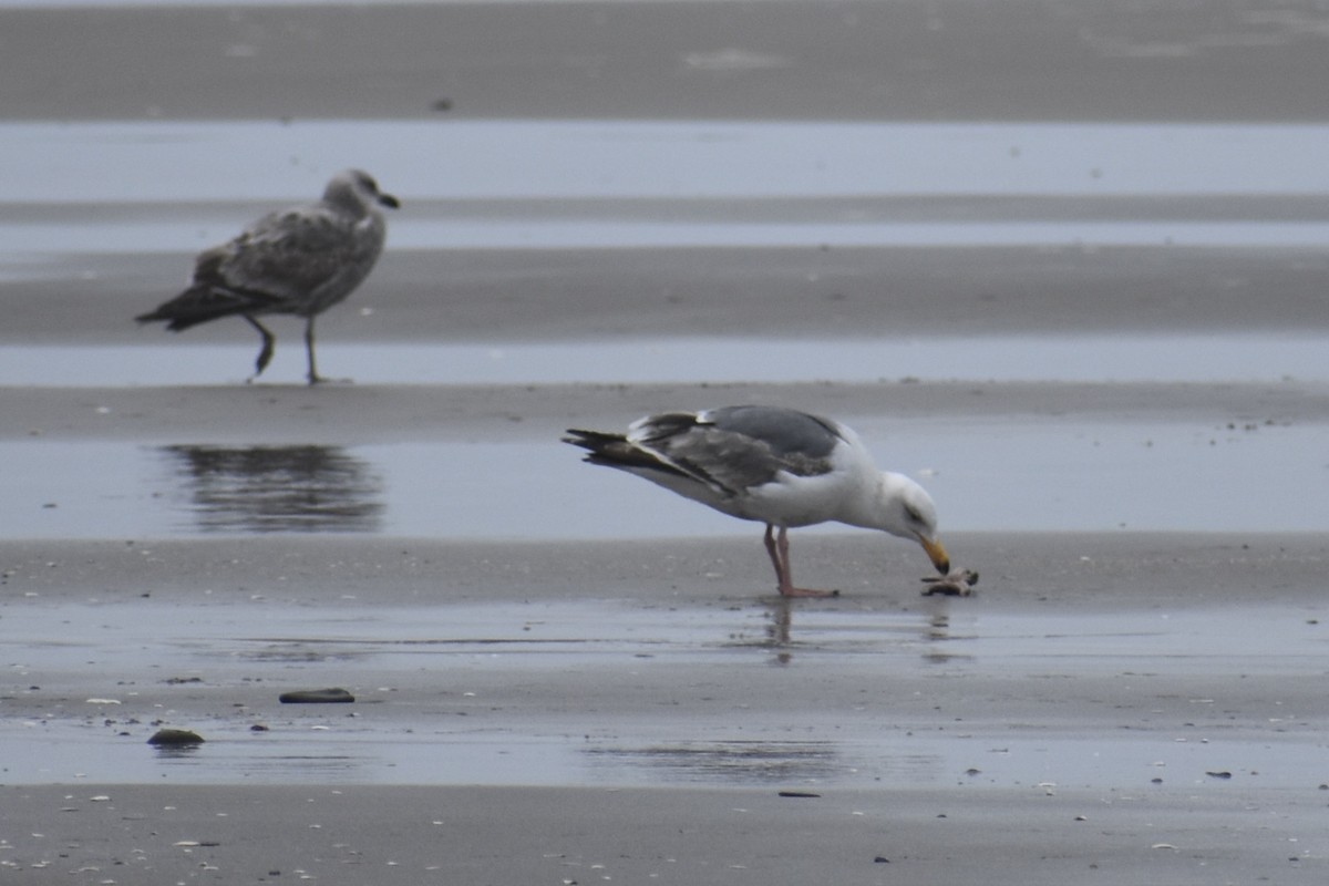 Western Gull - ML639540416
