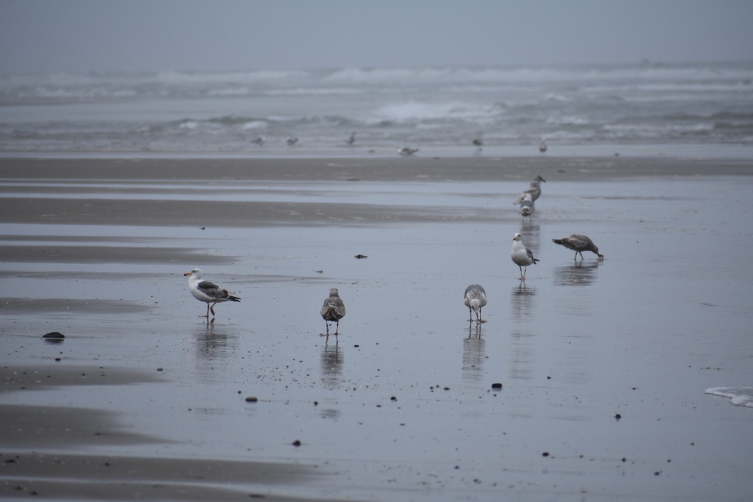 Western Gull - ML639540417