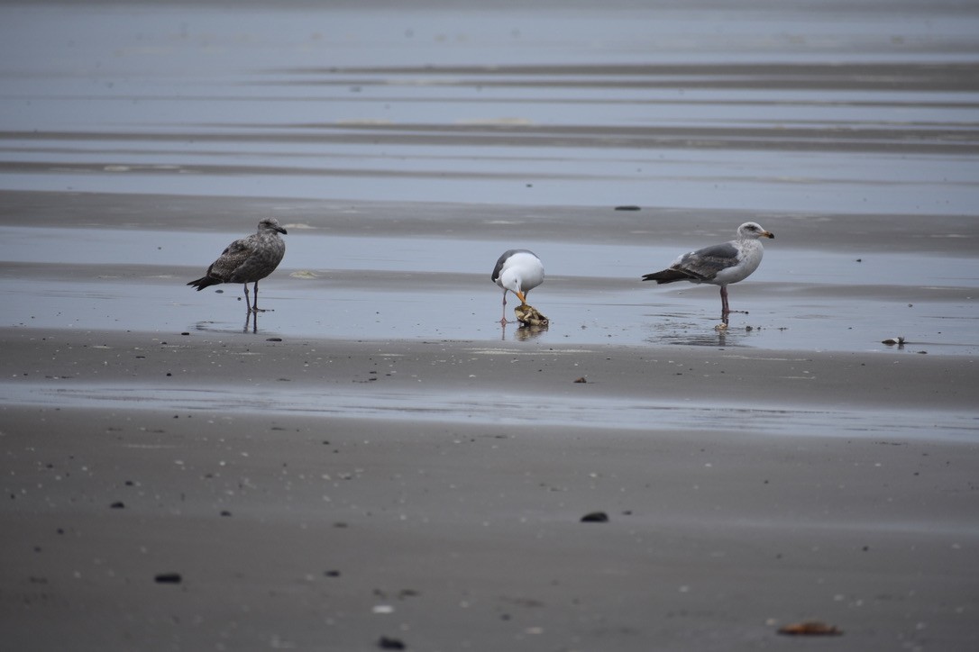 Western Gull - ML639540421