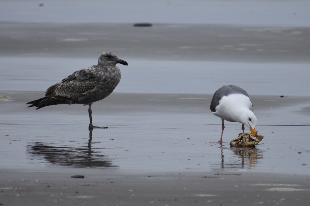 Western Gull - ML639540432