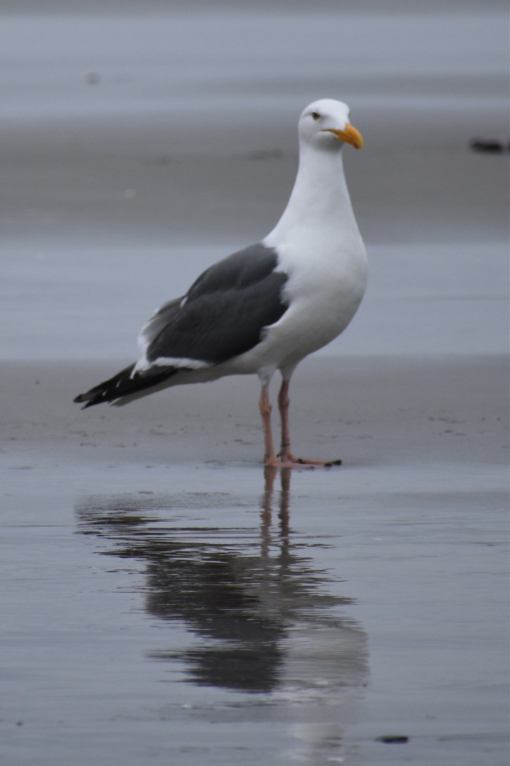 Western Gull - ML639540435