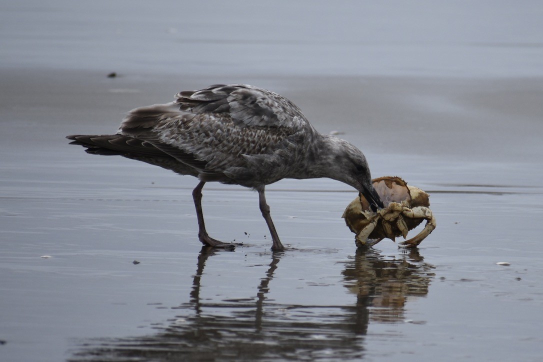 Western Gull - ML639540442
