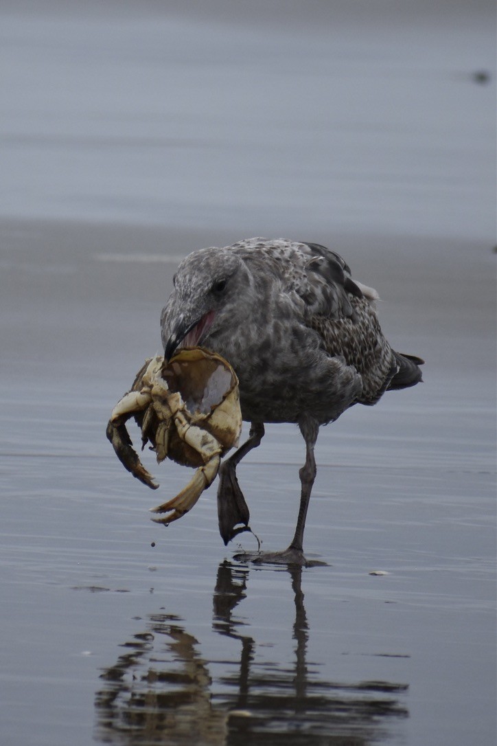 Western Gull - ML639540443