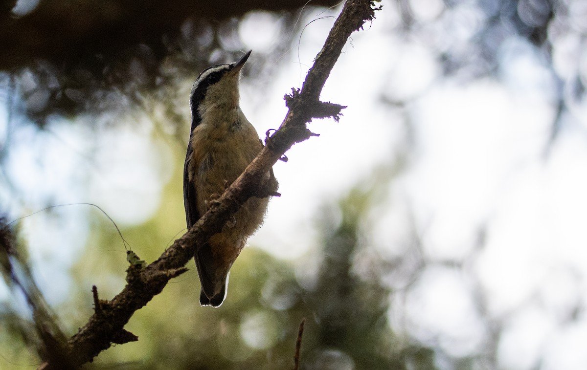 ムネアカゴジュウカラ - ML639540444