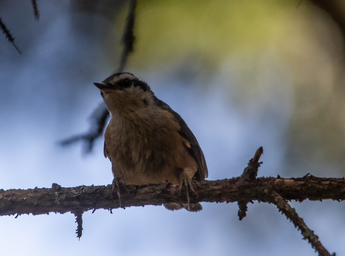 ムネアカゴジュウカラ - ML639540445