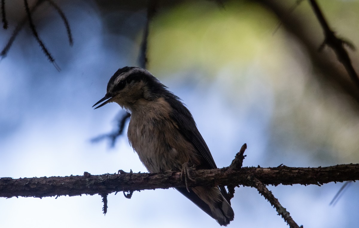 ムネアカゴジュウカラ - ML639540446