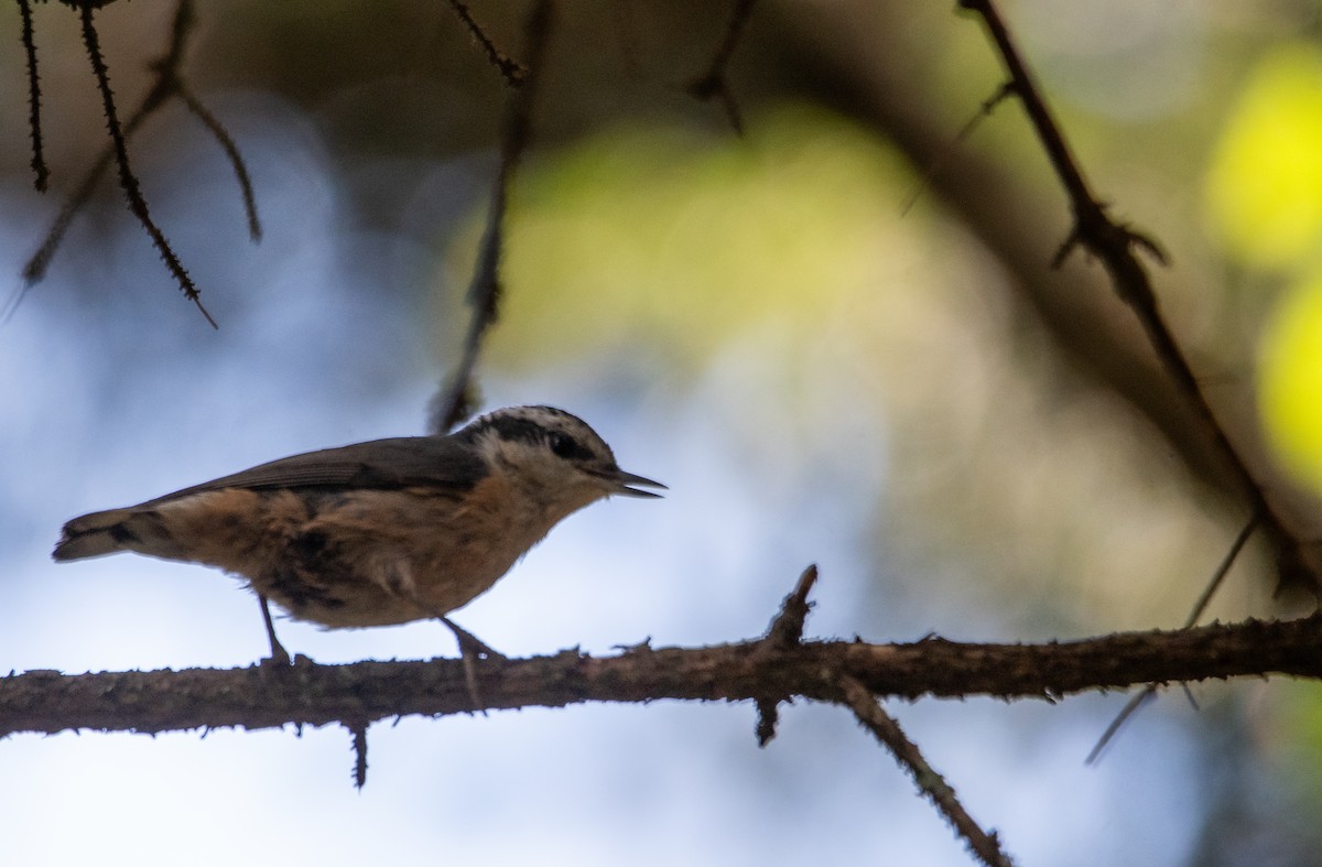 ムネアカゴジュウカラ - ML639540447