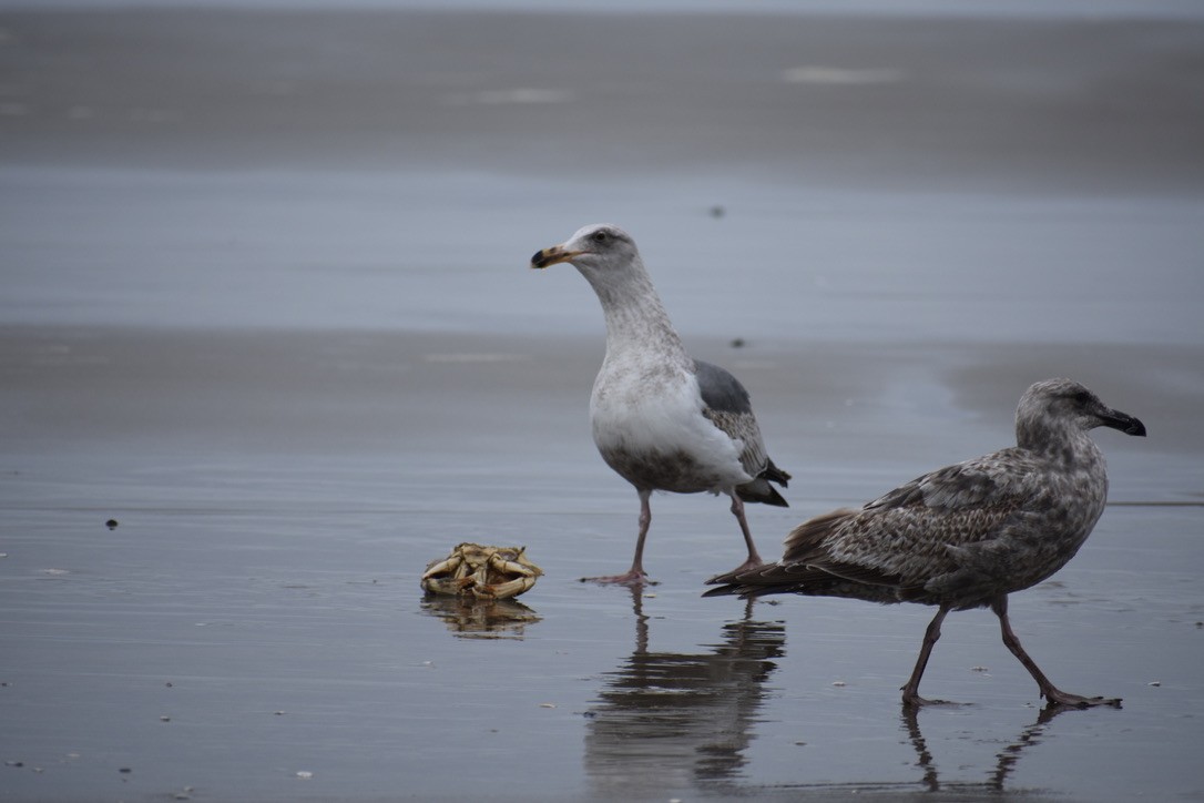 Western Gull - ML639540452