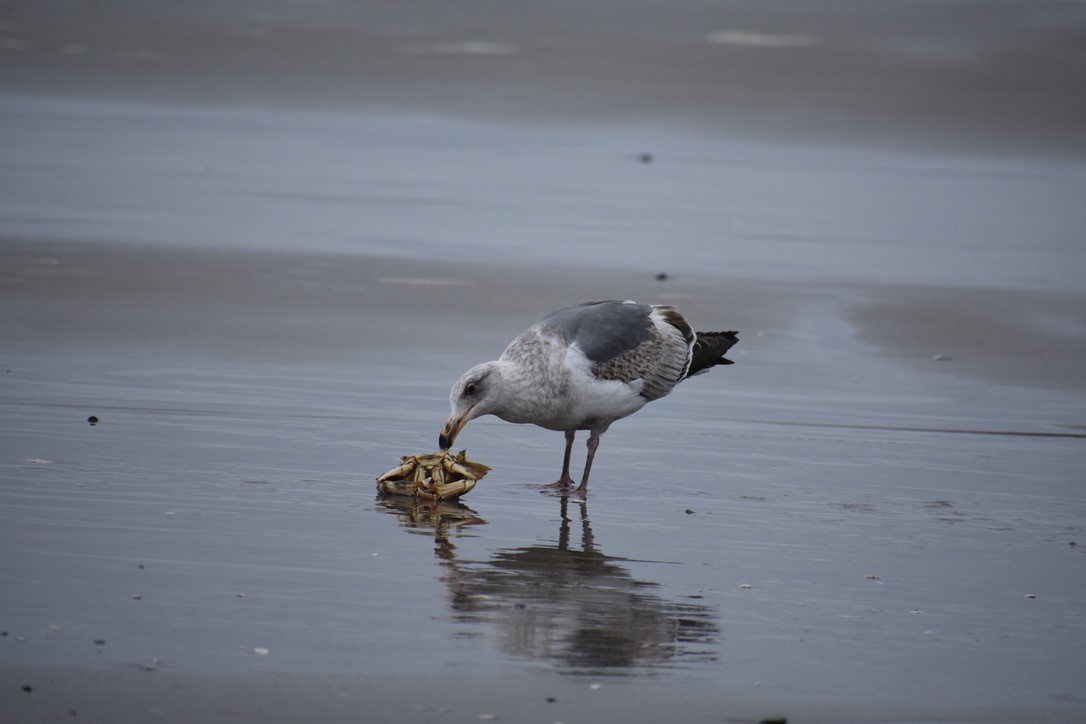 Western Gull - ML639540453