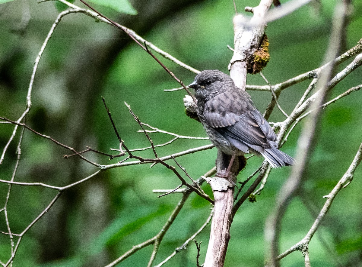 ユキヒメドリ - ML639540456