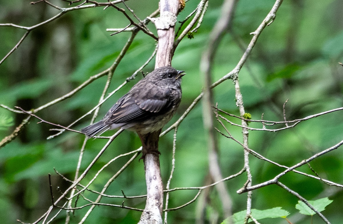 ユキヒメドリ - ML639540457