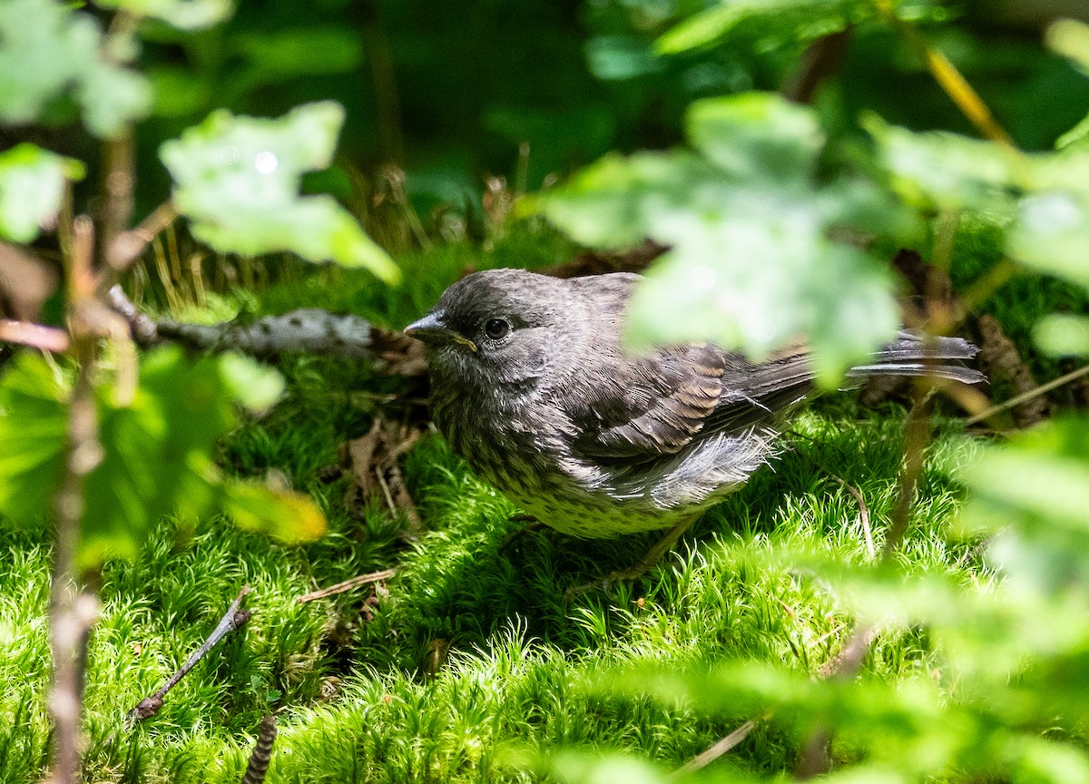 ユキヒメドリ - ML639540458