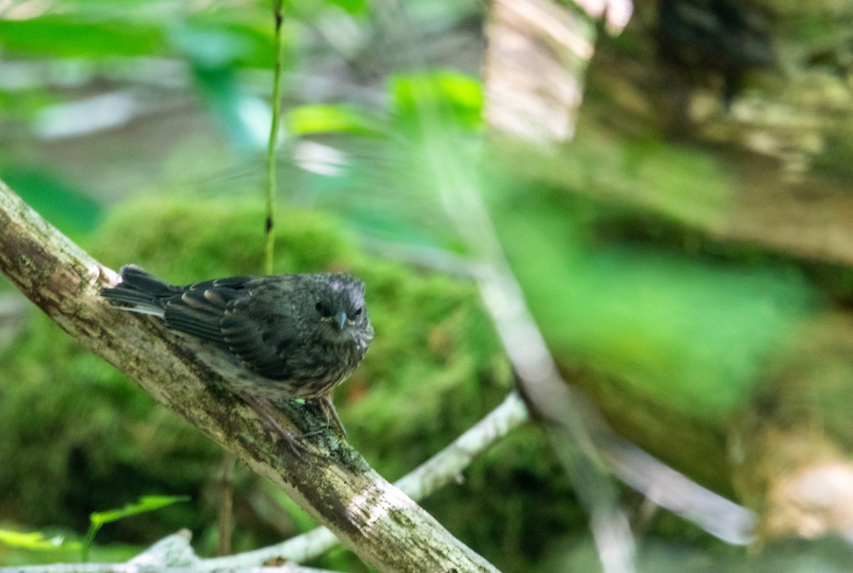 ユキヒメドリ - ML639540459