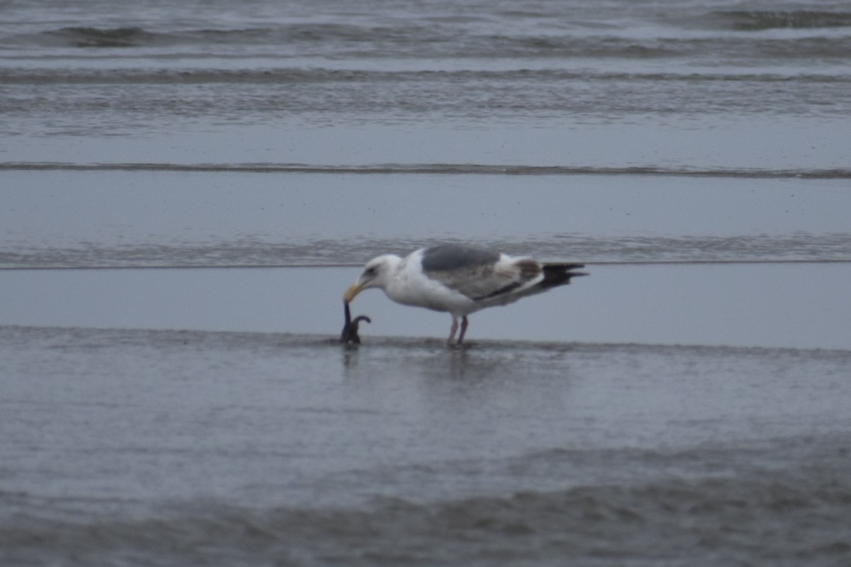Western Gull - ML639540461