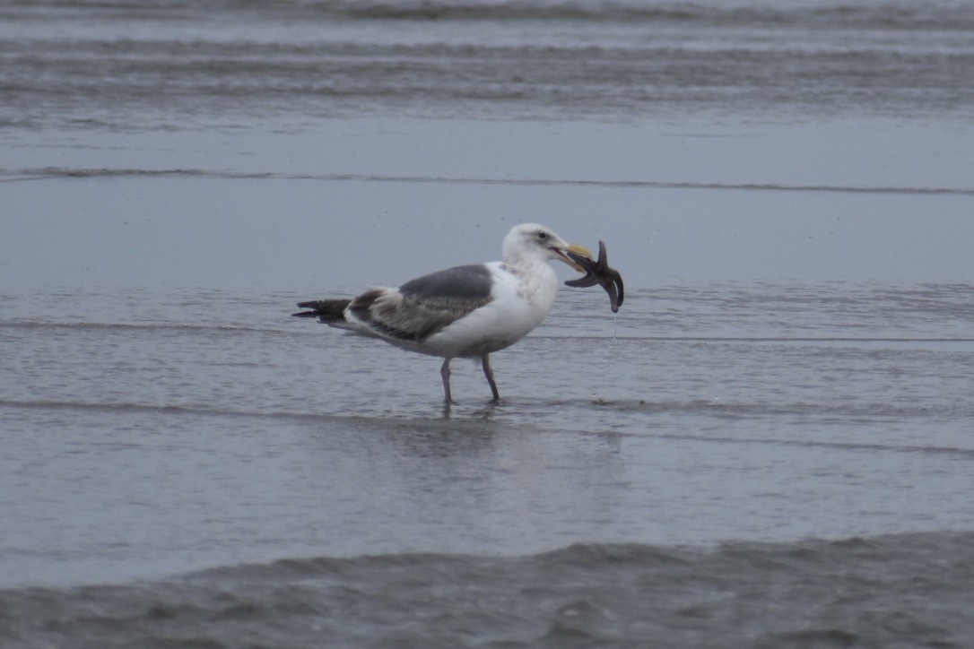 Western Gull - ML639540462