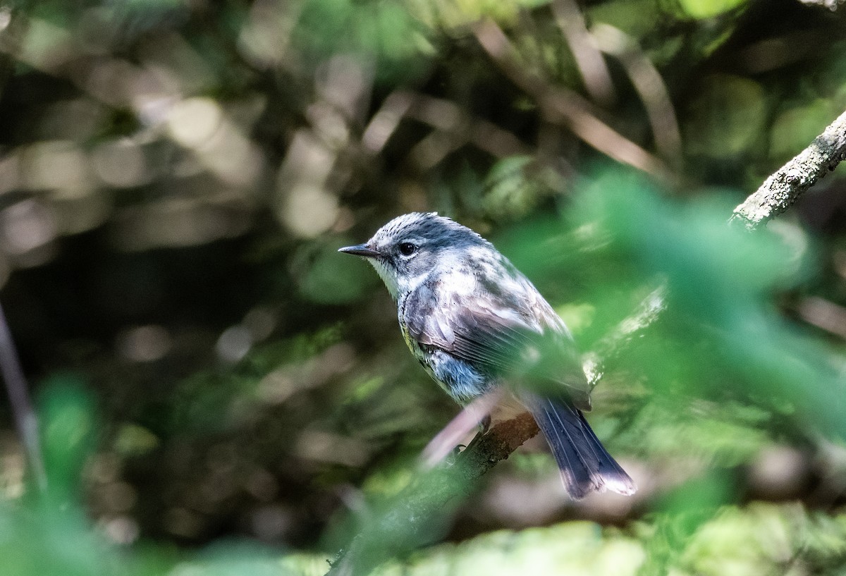 キヅタアメリカムシクイ - ML639540463