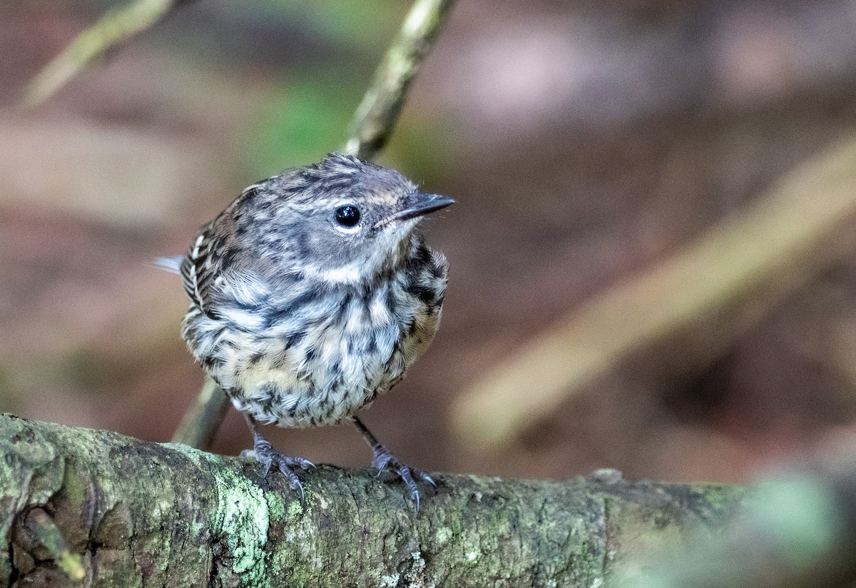 キヅタアメリカムシクイ - ML639540464