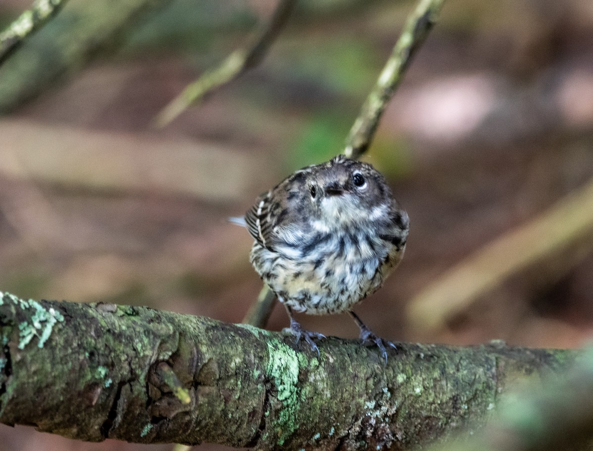 キヅタアメリカムシクイ - ML639540465