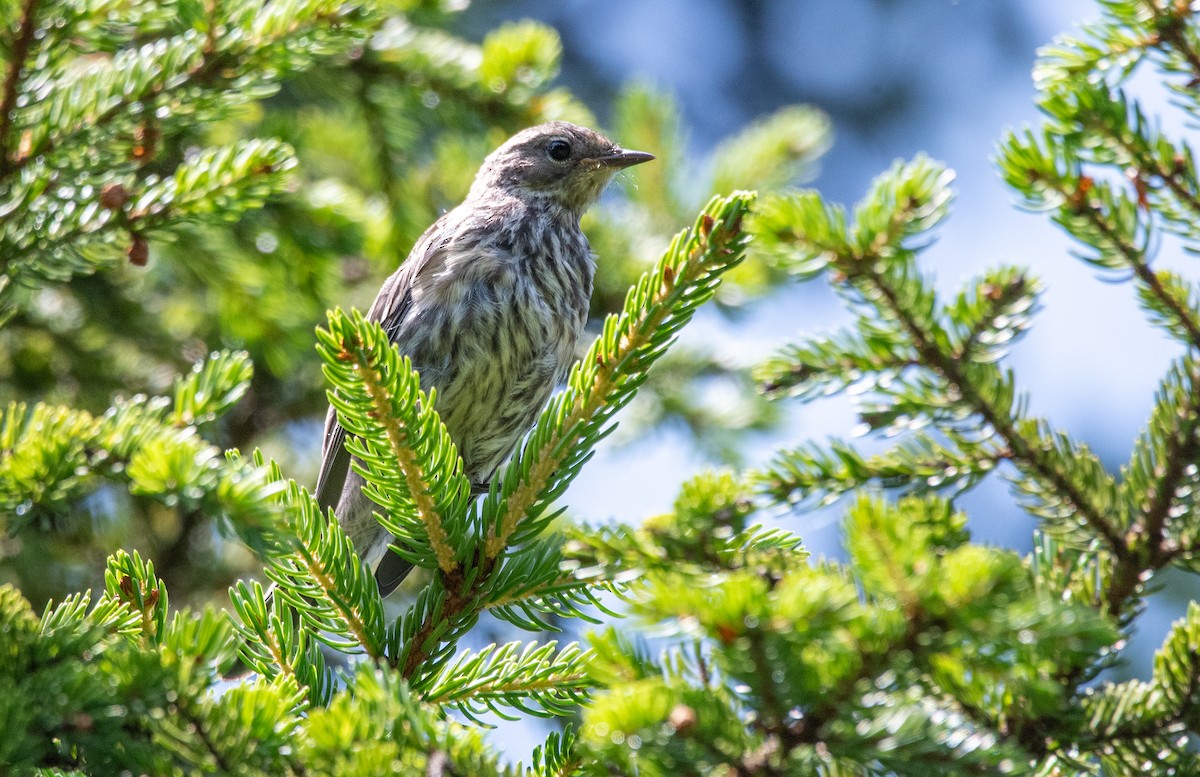 キヅタアメリカムシクイ - ML639540466