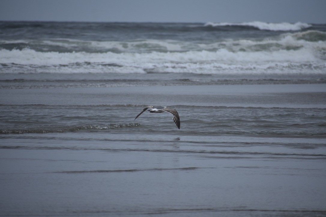 Western Gull - ML639540467