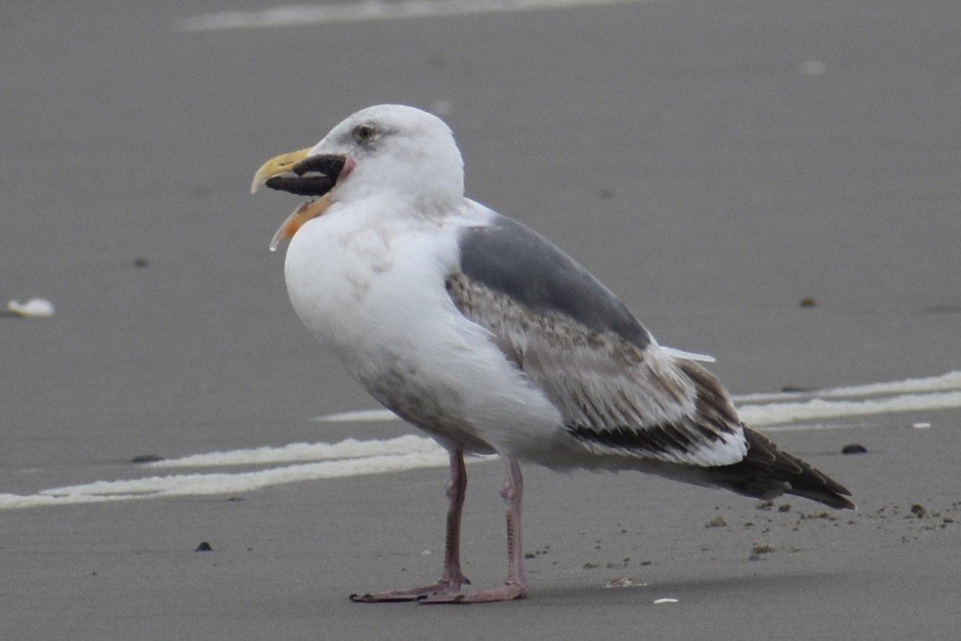 Western Gull - ML639540472