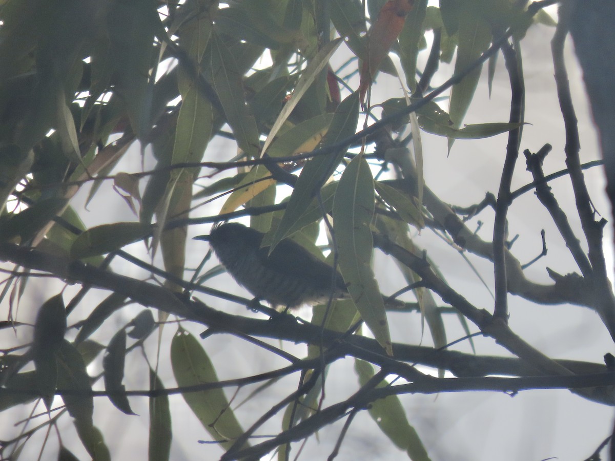 Little Bronze-Cuckoo - ML639540473