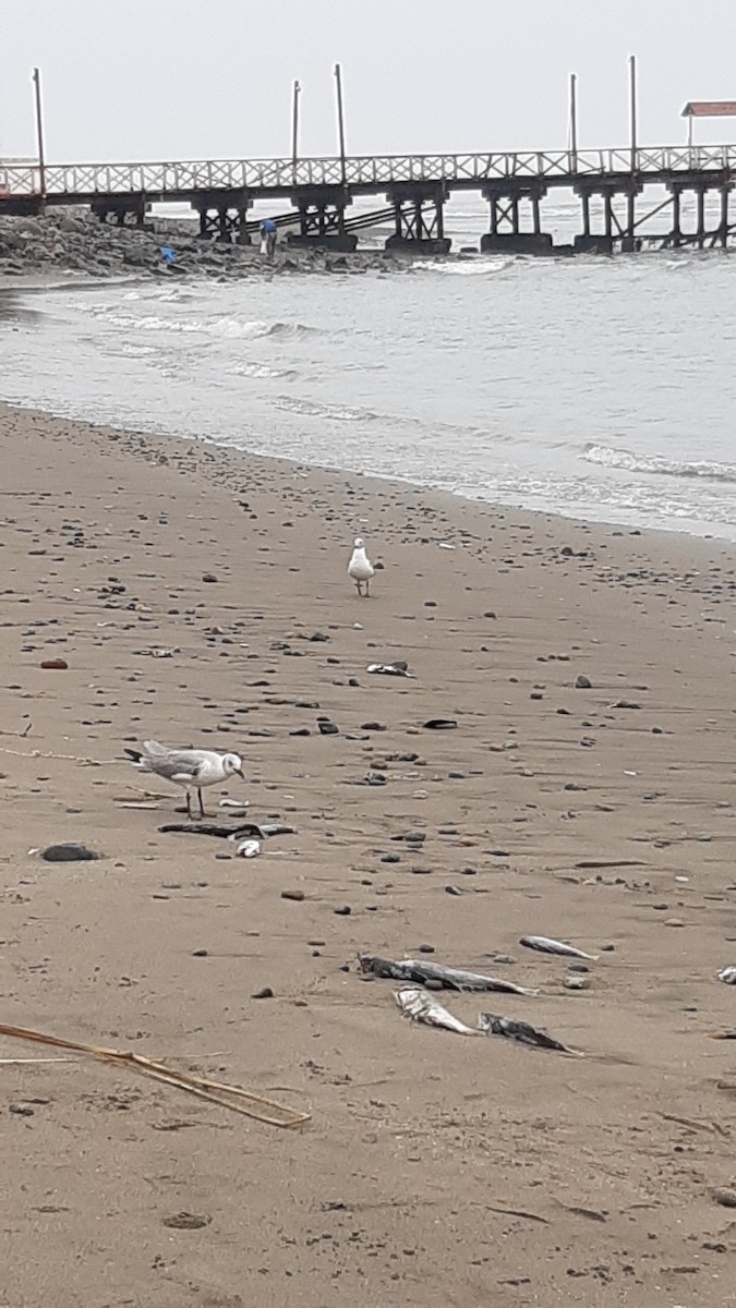 Mouette à tête grise - ML639540507