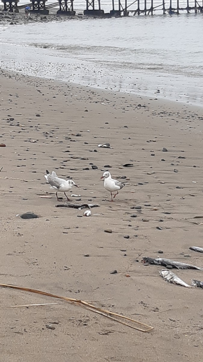 Mouette à tête grise - ML639540512