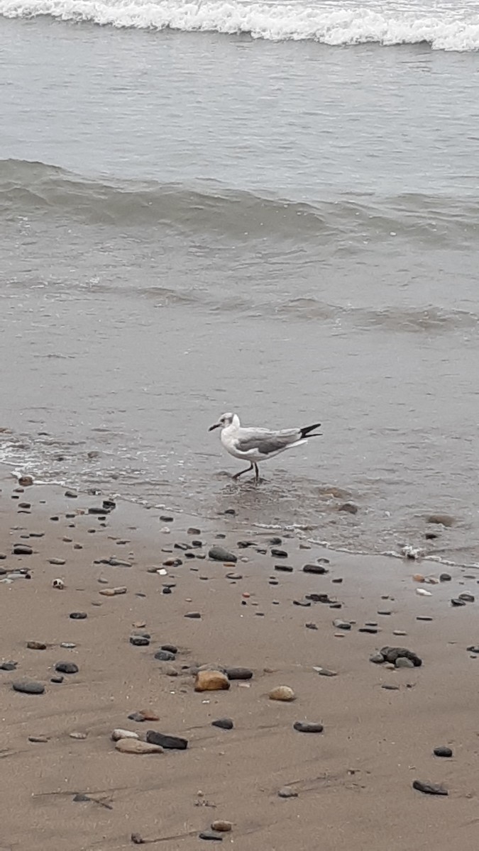 Mouette à tête grise - ML639540533