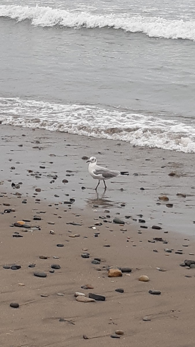 Mouette à tête grise - ML639540534