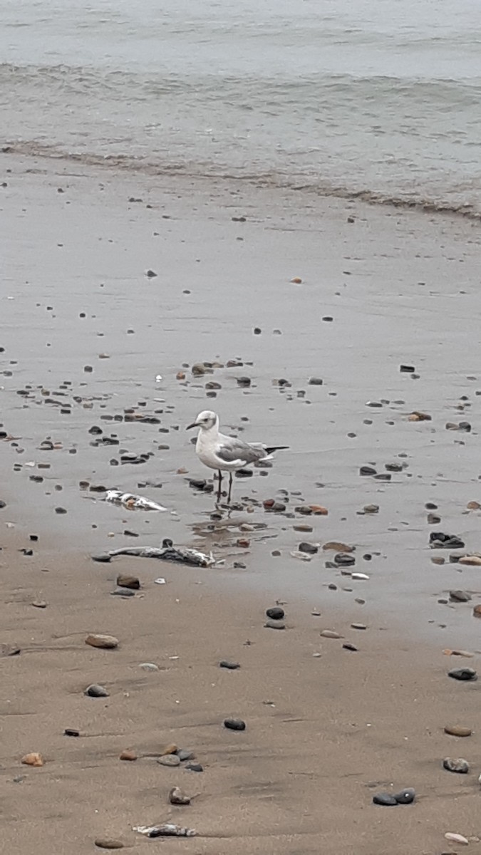 Mouette à tête grise - ML639540536