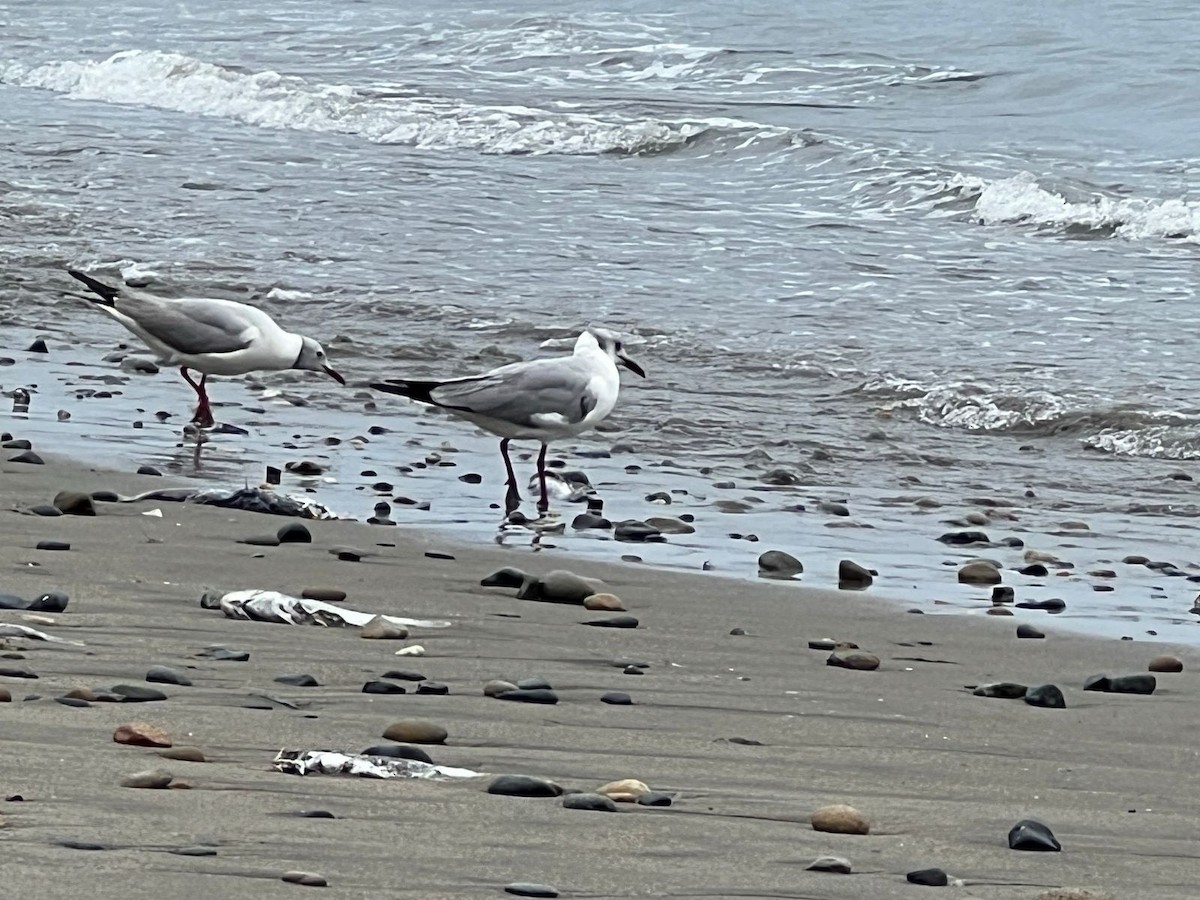 Mouette à tête grise - ML639540537