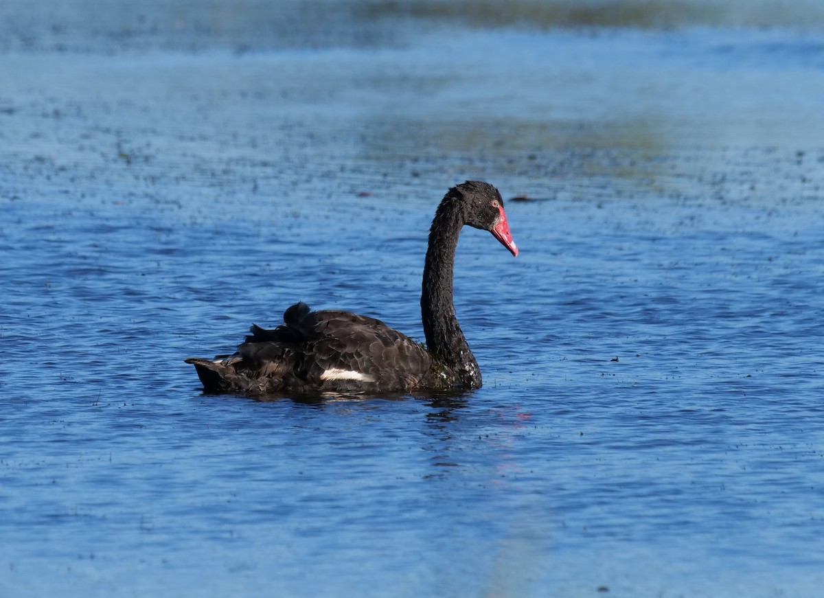 Black Swan - ML639540545
