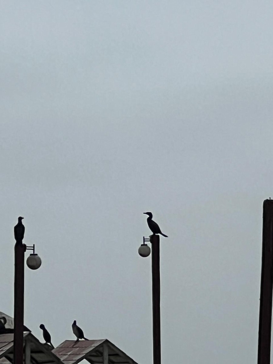 Cormoran vigua - ML639540548