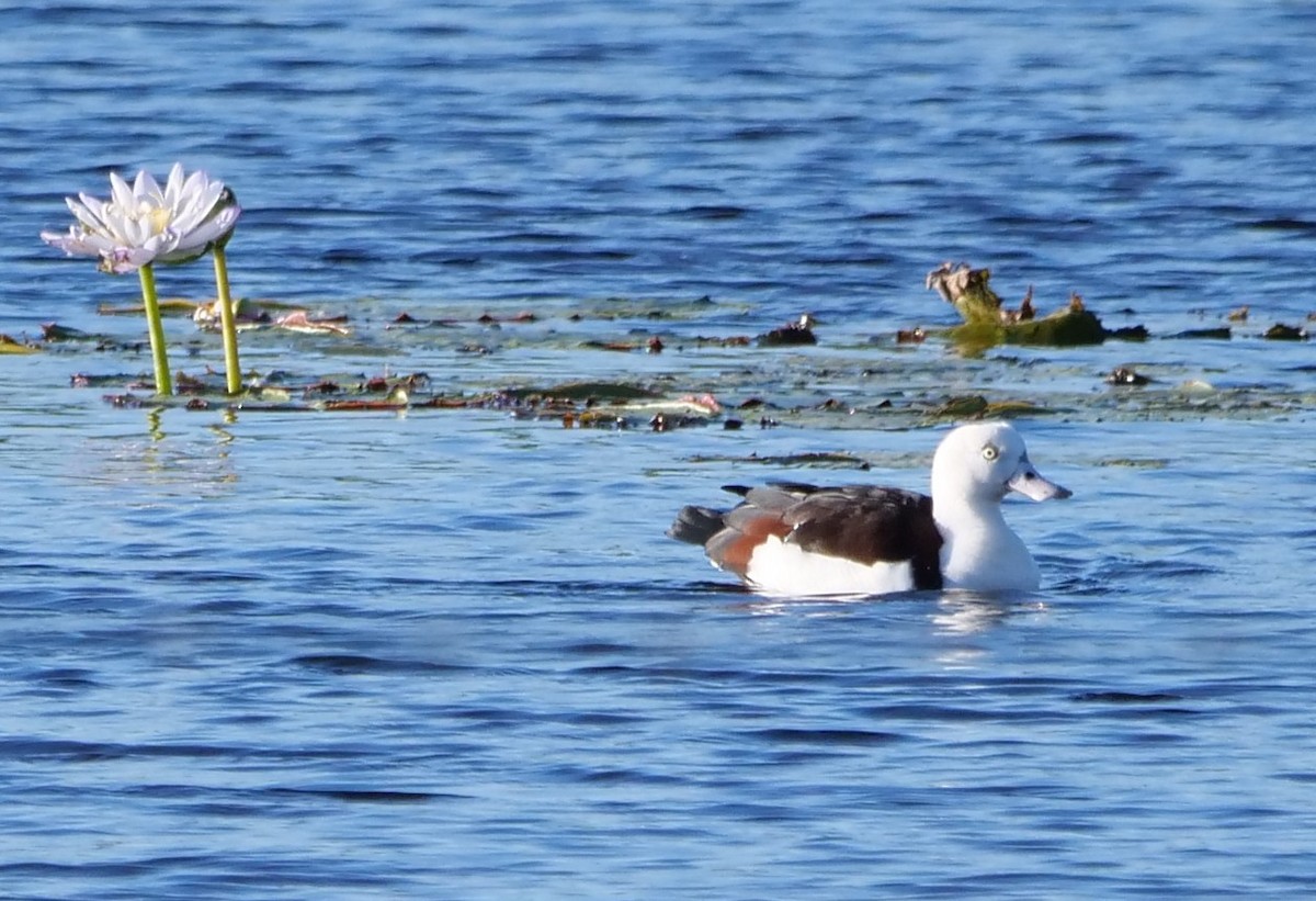 Radjah Shelduck - ML639540549