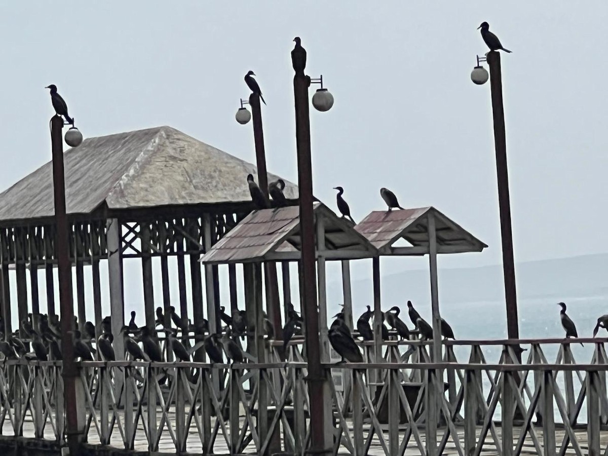 Cormoran vigua - ML639540550