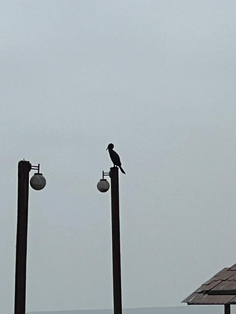Cormoran vigua - ML639540551